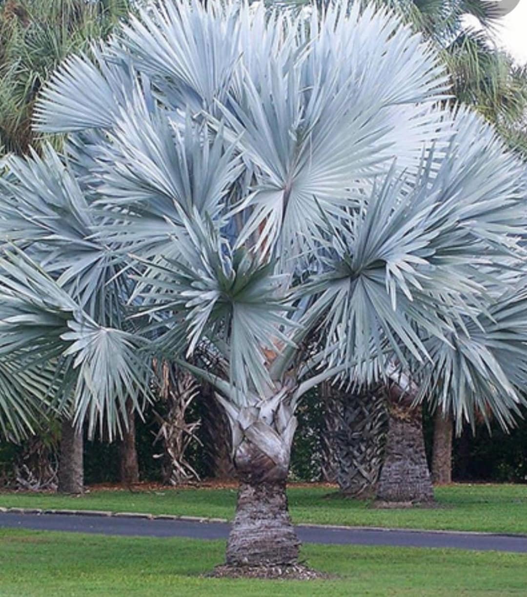 Bismarck Palm Tree, Silver Select, 1 Gallon, Silver-blue Fronds - Etsy