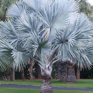 Bismarck Palm Tree, Silver Select, 3 Gallon, Silver-Blue Fronds
