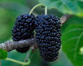 Shangri-La Mulberry Tree – Cold Hardy, Sweet Black Fruit