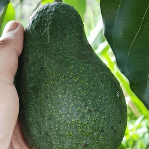 May include: A large, green avocado fruit, held in a hand, with a textured skin and small yellow-green spots. The avocado is attached to a stem, with green leaves in the background. The fruit is pear-shaped.
