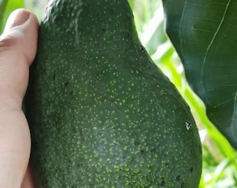 Könnte beinhalten: Eine große, grüne Avocado, gehalten in einer Hand, mit strukturierter Schale und kleinen gelb-grünen Punkten. Die Avocado ist an einem Stiel befestigt, mit grünen Blättern im Hintergrund. Die Frucht ist birnenförmig.