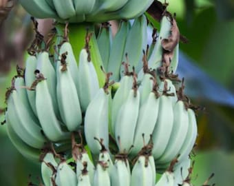 Musa Blue Java  Bananna tree, Ice cream Bananna exotic, tropical