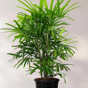 May include: A lush, green bamboo palm plant in a black plastic pot. The plant has long, slender, bright green leaves that fan out from multiple stems. The pot is round with a textured surface. The background is a plain, light-colored wall.