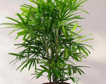 Damepalm, Rhapis Excelsa, pot van 3 gallon