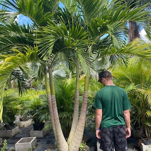May include: A large potted palm tree with multiple trunks and vibrant green fronds. The tree is in a black pot, surrounded by other plants in a nursery setting. A person wearing a green shirt and black shorts is standing nearby.