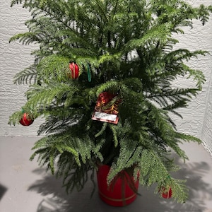 May include: A green Norfolk Island pine Christmas tree in a red pot, decorated with red ornaments. The tree has a full, lush appearance, with soft, needle-like foliage. The red pot is accented with a gold band and ribbon.