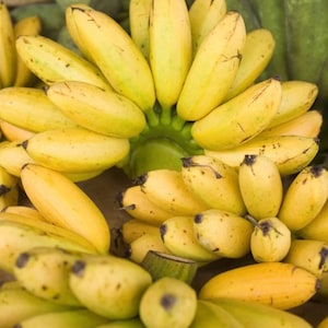 May include: A close-up shot of several bunches of ripe bananas. The bananas are a vibrant yellow color with some green tips, and are clustered together. The image is well-lit, highlighting the texture and shape of the fruit.