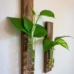 May include: Two wall-mounted wooden planters with glass tubes and gold-colored metal rings. Each planter holds a green leafy plant. The wood has a dark brown finish. The plants are in clear glass tubes, creating a modern, minimalist aesthetic.