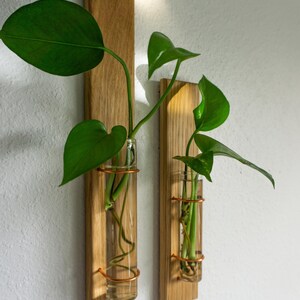 May include: Two wooden wall planters with glass tubes and copper-colored metal rings, holding green plants. The wooden planks are rectangular and mounted on a white wall. The plants have large, vibrant green leaves.