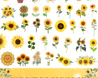 May include: A collection of yellow sunflowers in various styles, including single blooms, bouquets, and potted plants. The image features a variety of sunflower illustrations, with the text "SUNFLOWER SVG JPG PMG DXF EPS" at the bottom.