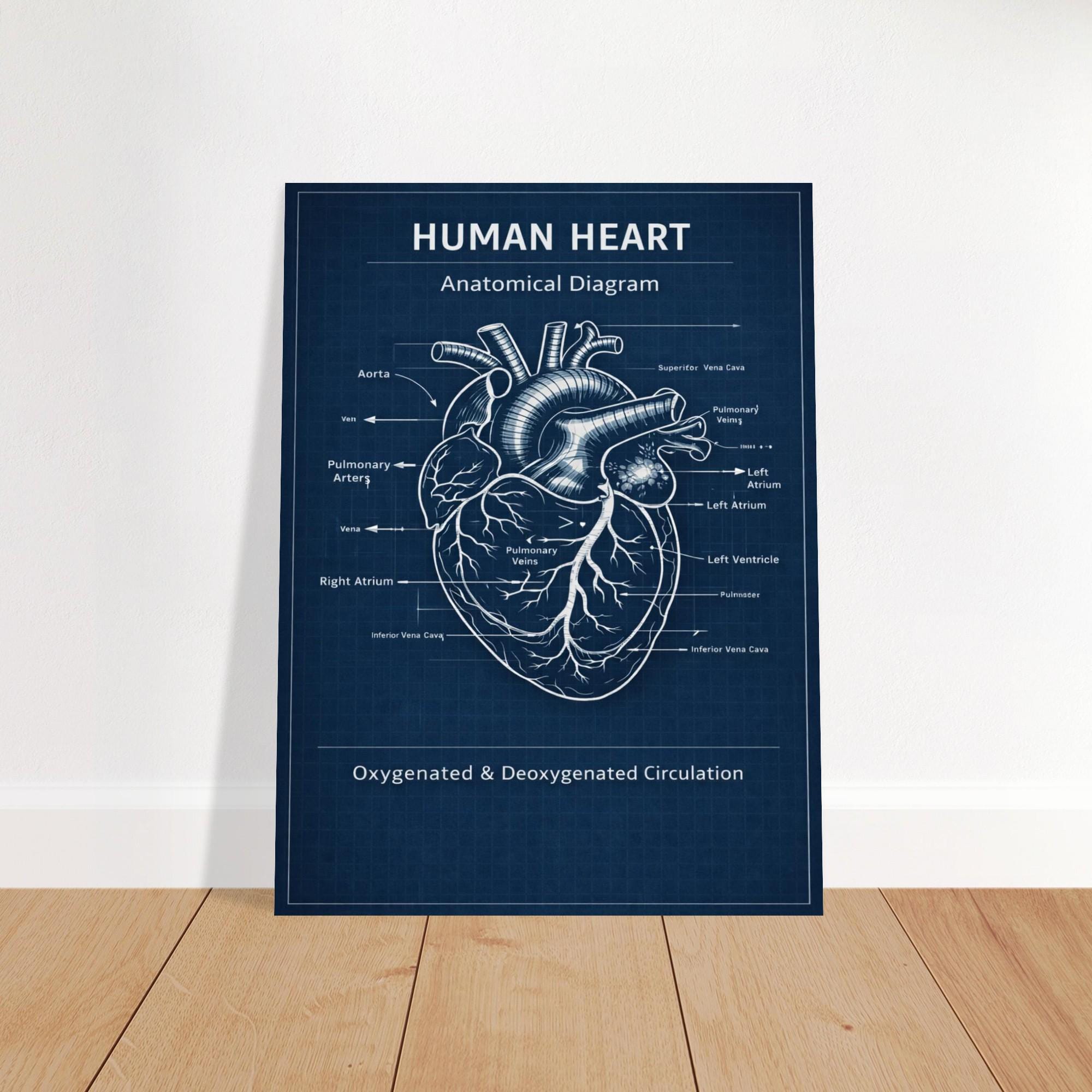 Human Heart Blueprint Poster – Anatomical Diagram Wall Art, Medical ...