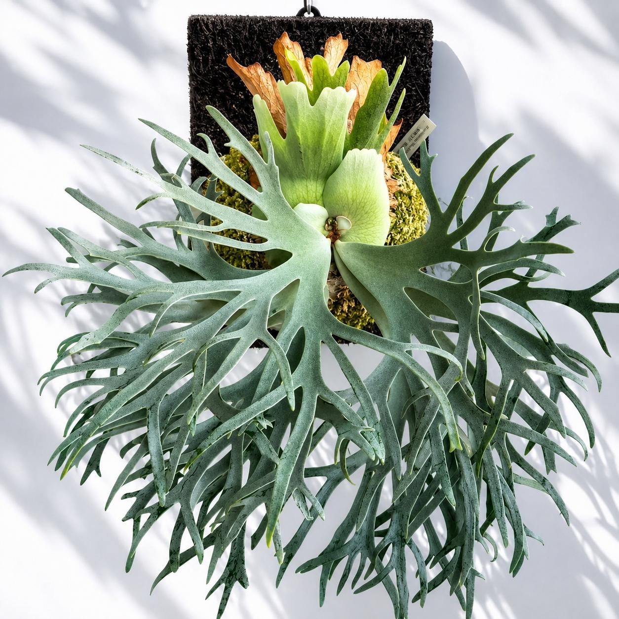 Platycerium Willinckii Dwarf - Etsy