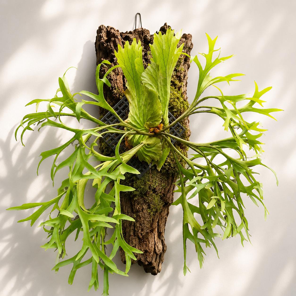 Platycerium Kitshakood - Etsy