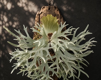Platycerium Jenny, TC - Etsy
