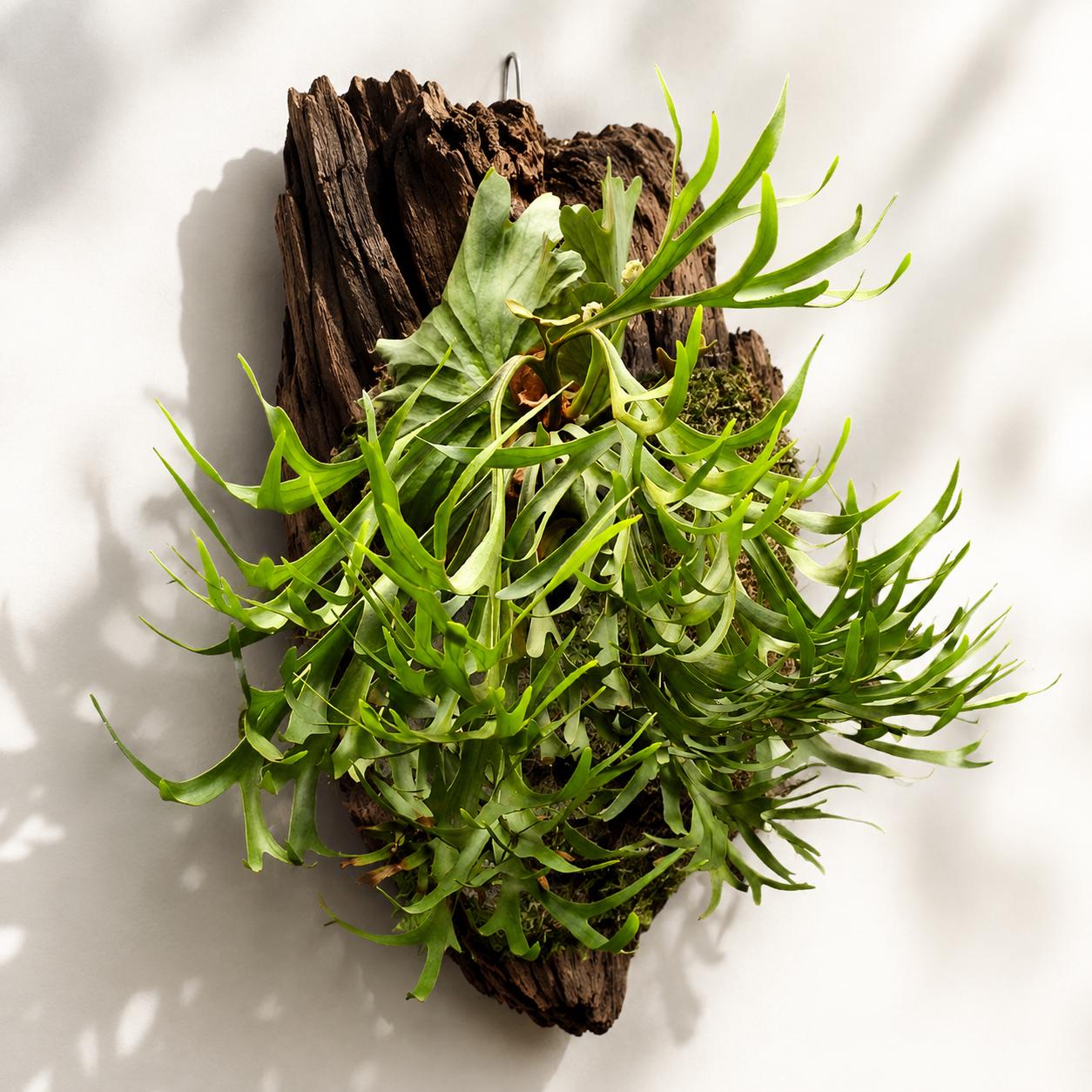 Platycerium Kitshakood Thin Thin - Etsy