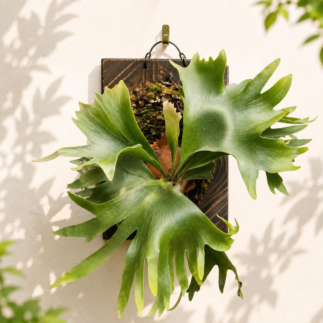 Platycerium Hillii - Etsy