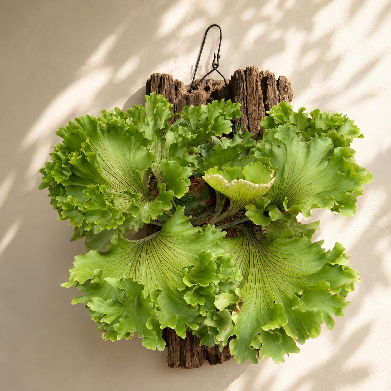 Monkey King Platycerium - Etsy