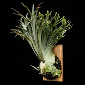 Platycerium Auburn River - Etsy