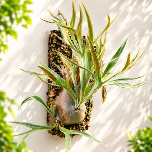 Puede incluir: Un helecho cuerno de alce montado sobre una pieza rectangular de corteza de árbol marrón texturizada. La planta presenta frondas largas, ramificadas y de color verde claro con puntas marrones, que surgen de un escudo basal grisáceo.