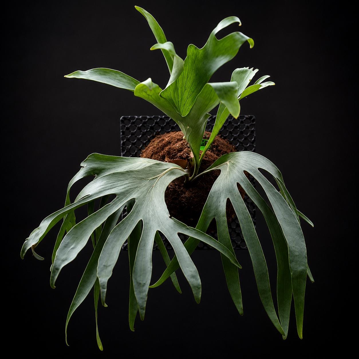 Platycerium Hillii - Etsy