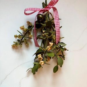 Mistletoe, Fresh Cut on California's Central Coast