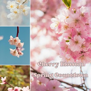 May include: A collage of images featuring cherry blossoms in various stages of bloom. The flowers range in color from white to pink, with some against a blue sky. The text "Cherry Blossom Spring Countdown" is overlaid on the image.