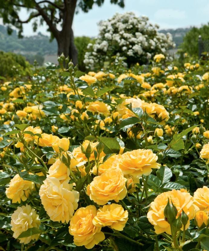 Julia Child Rose Plant Live, Buttery Yellow Floribunda Rose 5–8