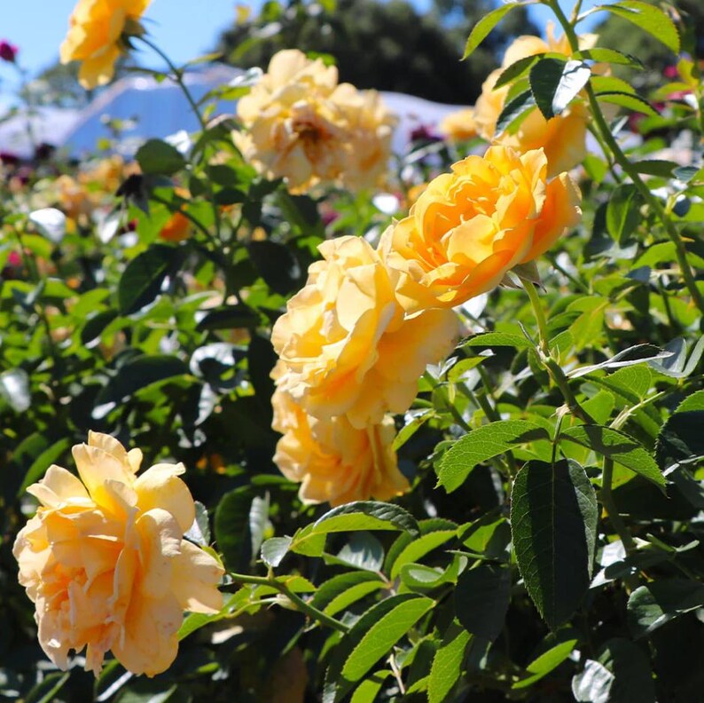 Julia Child Rose Plant Live, Buttery Yellow Floribunda Rose 5–8