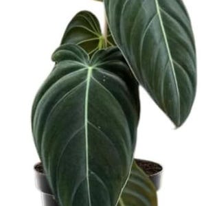Rare Philodendron Melanochrysum Live Plant, Velvety Dark Green Foliage, Tropical Indoor Houseplant Starter, 5-9 Inch Tall, No Pot zdjęcie 3