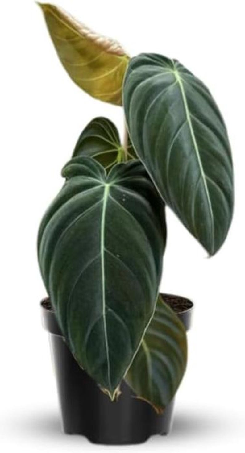 Rare Philodendron Melanochrysum Live Plant, Velvety Dark Green Foliage, Tropical Indoor Houseplant Starter, 5-9 Inch Tall, No Pot zdjęcie 3