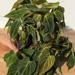 Rare Philodendron Melanochrysum Live Plant, Velvety Dark Green Foliage, Tropical Indoor Houseplant Starter, 5-9 Inch Tall, No Pot zdjęcie 8
