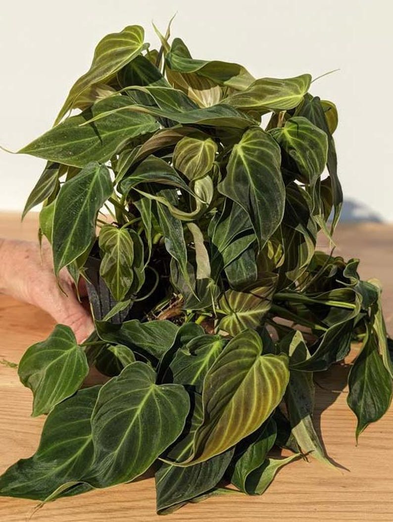 Rare Philodendron Melanochrysum Live Plant, Velvety Dark Green Foliage, Tropical Indoor Houseplant Starter, 5-9 Inch Tall, No Pot zdjęcie 8