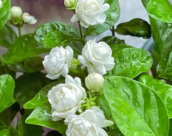Orleans Sambac Jasmine Live Plant 5–9” Tall, Fragrant Climbing Jasmine Vine, Indoor & Outdoor Grower, Hardy Fast Growing
