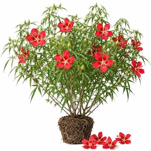 May include: A vibrant red hibiscus plant with five-petaled flowers and deeply lobed, serrated green leaves. The plant features a dense root ball at the base, exposed and soil-covered, with several detached red flower petals resting nearby.