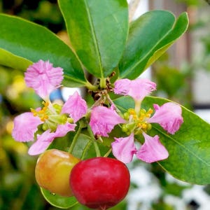 May include: Close-up of a plant with vibrant pink flowers and green leaves. Two fruits are visible, one red and one yellow. The flowers have yellow centers. The image is well-lit, highlighting the details of the plant's structure.