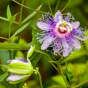 May include: Close-up of a passion flower with intricate purple and white petals, a central crown, and delicate tendrils. The flower is surrounded by green leaves and stems, showcasing its natural beauty.