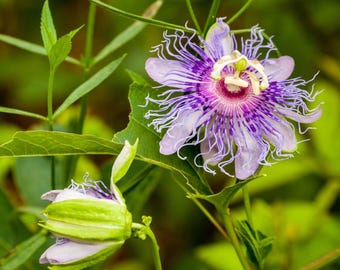 Passiflora Incarnata Live Plant, Maypop Passionflower Vine Starter 5–7 Inch Tall, Purple Blooming Vine for Garden Growing