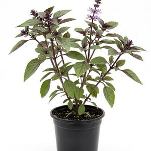 May include: A potted purple basil plant with green leaves and small purple flowers. The plant is in a black plastic pot against a white background. The basil has dark purple stems and veins.