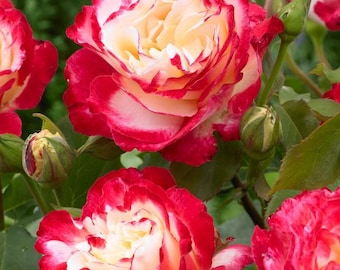 Double Delight Bi-Color Hybrid Tea Rose Plant Live, 5-9 Inch Tall Rose Bush Starter, Fragrant Garden Rose for Outdoor Planting, Well-Rooted