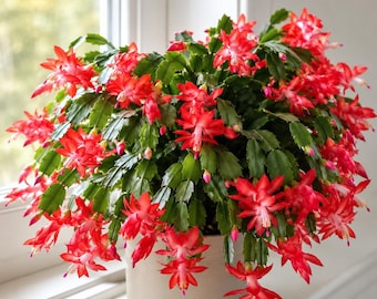 May include: A Schlumbergera cactus with vibrant red flowers and green segmented stems, potted in a plain light-colored cylindrical container. The plant features numerous blooming blossoms and small pink buds, displaying a dense, bushy growth habit.