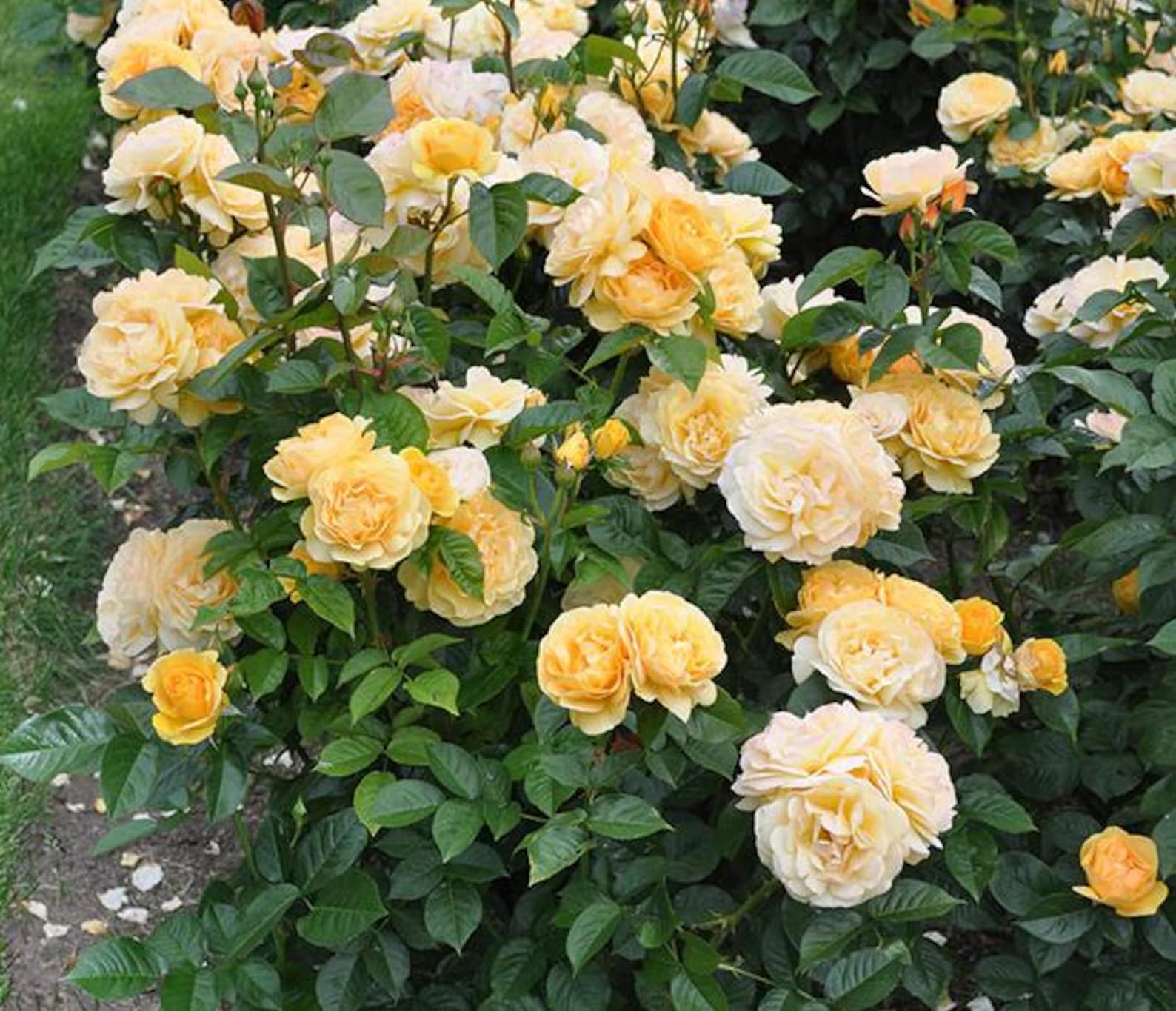 Julia Child Rose Plant Live, Buttery Yellow Floribunda Rose 5–8