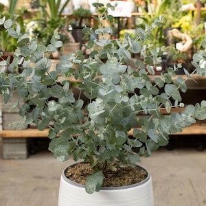 Eucalyptus Live Plant Indoor - Etsy