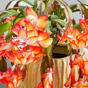 May include: A vibrant Christmas cactus in a decorative, light-colored pot. The plant features bright orange and red flowers with green foliage. The flowers are in full bloom, creating a striking contrast against the pot.