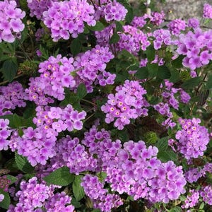 May include: Close-up of a cluster of vibrant purple lantana flowers. The flowers are small and clustered together, with yellow centers. The green leaves provide a contrasting backdrop. The image showcases the beauty of nature.