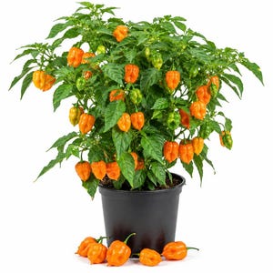 May include: A potted habanero pepper plant with vibrant orange, wrinkled chili peppers and green leaves. Several loose orange habanero peppers are arranged at the base of the black plastic container, which holds the bushy plant upright.