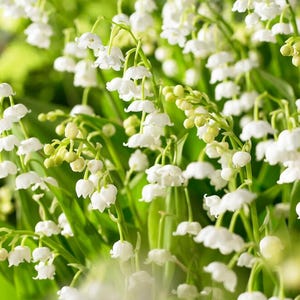Set 15 Lily Of The Valley Live Plants, Bareroot Convallaria Starter Plants 4-6 Inches Tall For Shade Garden