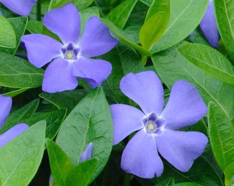 Set of 75 Live Vinca Minor Plants, Creeping Periwinkle Evergreen Ground Cover, Hardy Perennial Vinca, Well-Rooted Bare Root Starts 6–8" Tall