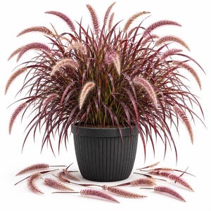 May include: A potted ornamental grass with deep burgundy, arching blades and soft, feathery, light pink flower spikes. The plant is housed in a dark gray, vertically ribbed plastic pot, with several detached flower spikes scattered below.