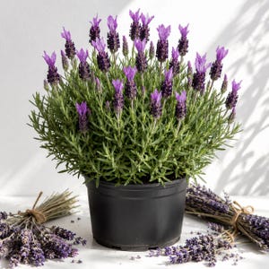 black raven zz plant near me Black Raven ZZ Plant in 4" Pot, Dark Zamioculcas zamiifolia Raven, Eas   Jayme Garden