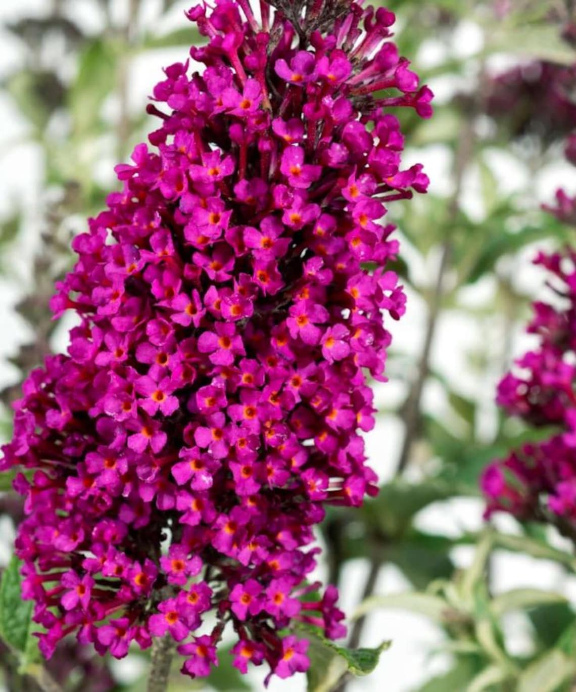 Raspberry Butterfly Bush, Live Starter Shrub, Outdoor Garden Plant, 4-8 ...